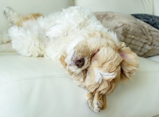 dog is sleeping on leather sofa